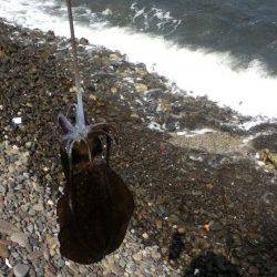 城ヶ崎　日中にエギングでアオリイカ狙い☆