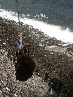 城ヶ崎　日中にエギングでアオリイカ狙い☆