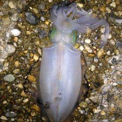 東二見人工島　ポイントを転々としながらのエギングでアオリイカ狙い