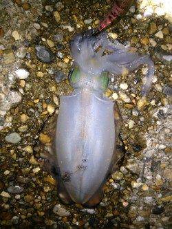 東二見人工島　ポイントを転々としながらのエギングでアオリイカ狙い