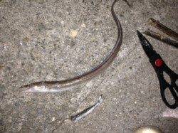 飾磨～広畑　ウキ釣りでサヨリ・投げ釣りでアナゴ