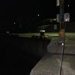 牛ヶ首周辺でのアジング＆胴突き釣果