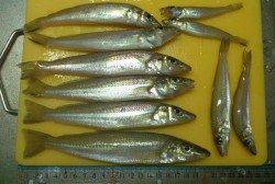 由良海水浴場  悪天候の中のキス釣り