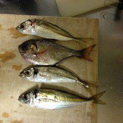 目良漁港でのアジング釣果