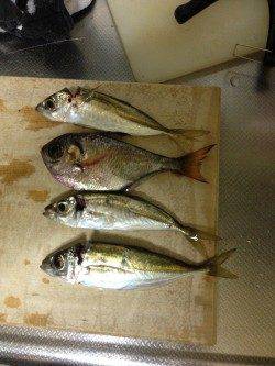 目良漁港でのアジング釣果