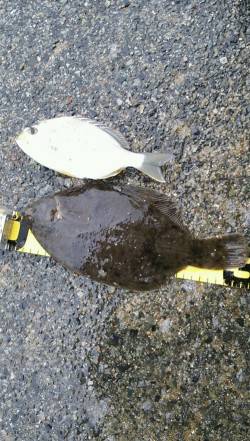 須磨　投げ釣りでカレイ30cm！　テトラ周…