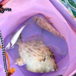 姫路市立遊魚センター　サビキのアジはサイズにバラツキ　20cmのカワハギも