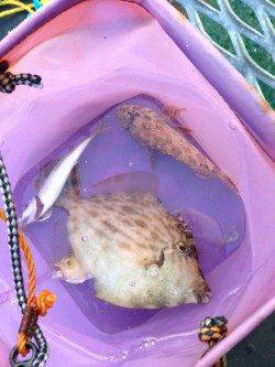 姫路市立遊魚センター　サビキのアジはサイズにバラツキ　20cmのカワハギも