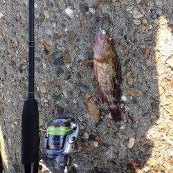 江井ヶ島　アジングタックルでガシラ2尾