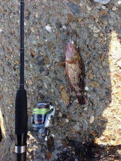 江井ヶ島　アジングタックルでガシラ2尾