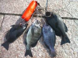 南芦屋浜　ガイド故障のトラブルも紀州釣りで…