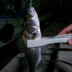 アジとセイゴが交互に釣れ続き♪