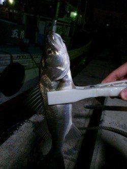 アジとセイゴが交互に釣れ続き♪