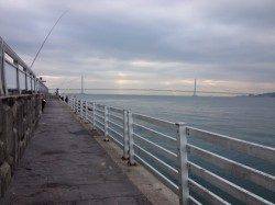 新浜漁港、午前6時前に15cm程のアオリイカを釣り上げる