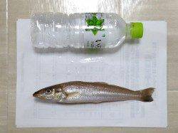 ヒロセオートキャンプ場にて23cmまでのキスの釣果