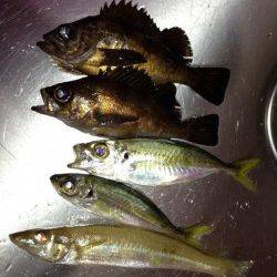 江井ヶ島、アジング中に嬉しい外道でキス２０ｃｍも