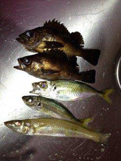 江井ヶ島、アジング中に嬉しい外道でキス２０ｃｍも