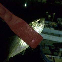 アジングランガン！ショートバイト多し！