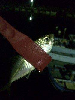 アジングランガン！ショートバイト多し！