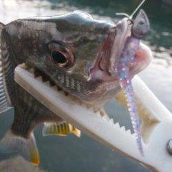 岸和田、夜中～夜明けまでのアジング釣行