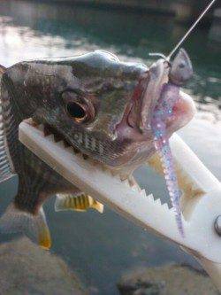 岸和田、夜中～夜明けまでのアジング釣行