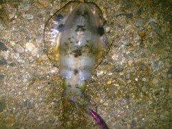 エギング好調の二見　良型のアオリイカもヒット