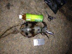 松江～藤江　タナを色々探りながらエギングでアオリイカGET