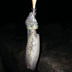 松江～藤江　タナを色々探りながらエギングでアオリイカGET