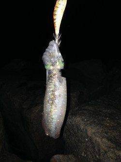 松江～藤江　タナを色々探りながらエギングでアオリイカGET