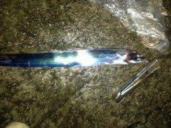 指二本から二本半のタチウオの群れが回遊！