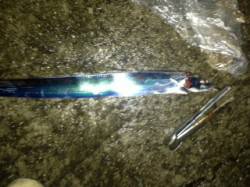 指二本から二本半のタチウオの群れが回遊！