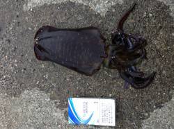 香住東港、港内にて朝4時半からエギングをス…