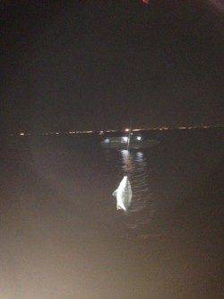 武庫川河口で流し釣り、30cmのキビレが連釣！