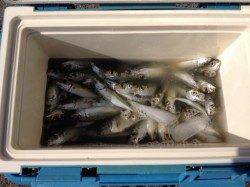 マリーナシティでアジ大漁！南蛮漬けでいただきます♪