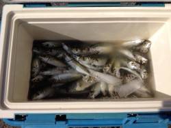 マリーナシティでアジ大漁！南蛮漬けでいただ…