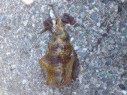 宇久のエギング 朝から夕方までコンスタントに釣果あり