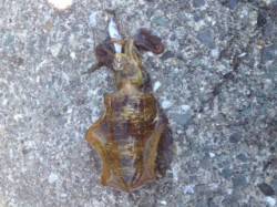 宇久のエギング 朝から夕方までコンスタント…