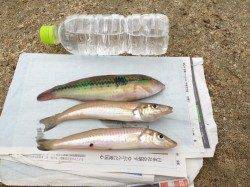 入れ食い、２連も♪　明神でのキス投げ釣り