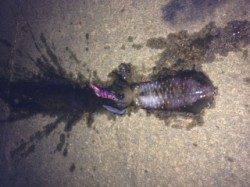 波高い中良型アオリイカをゲット　田結漁港エギング