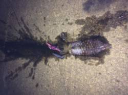 波高い中良型アオリイカをゲット　田結漁港エ…