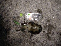 松江～藤江でのエギング釣果