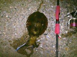 東二見人工島でエギング　今季一サイズのアオリイカ