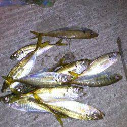 岸和田エリア日暮れから2時間だけアジングに行ってきました