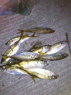 岸和田エリア日暮れから2時間だけアジングに行ってきました