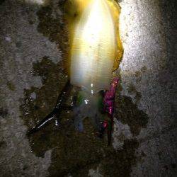 江井ヶ島で今季一の胴長21cmGET!