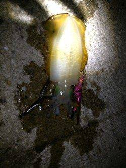 江井ヶ島で今季一の胴長21cmGET!