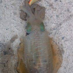 伊根で今季自己記録の650gのアオリ