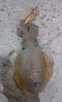 伊根で今季自己記録の650gのアオリ