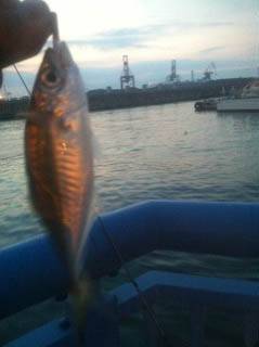 大阪南港でのアジング　チヌは不発でした