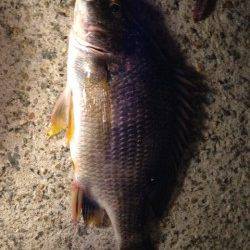 鳴尾浜貯木場でイソメ流し、セイゴ・キビレ